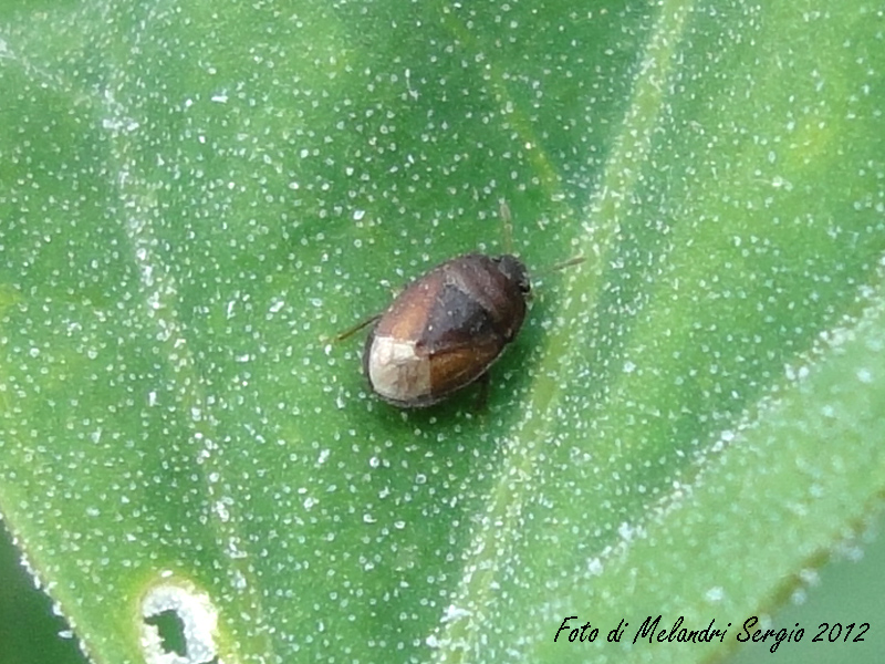 Cydnidae: Ochetostethus sp. della Romagna (RA)